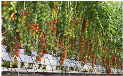 Strawberry Greenhouse